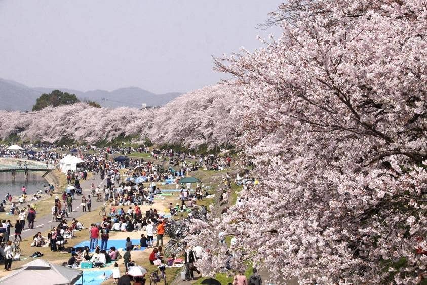 旭川さくら道の桜