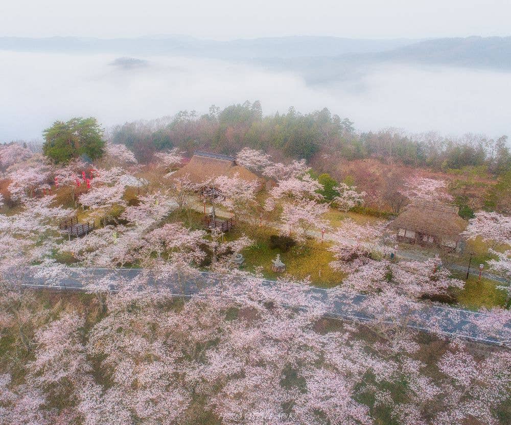 三休公園の桜