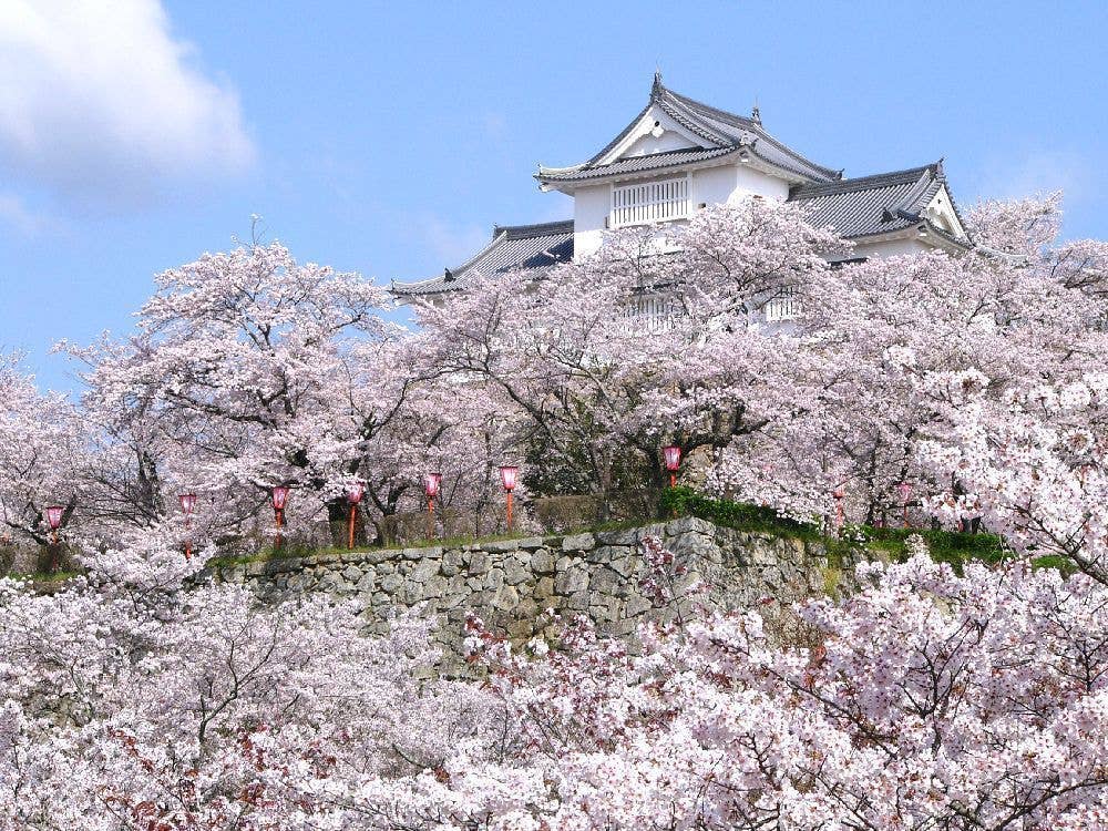 津山城（鶴山公園）の桜