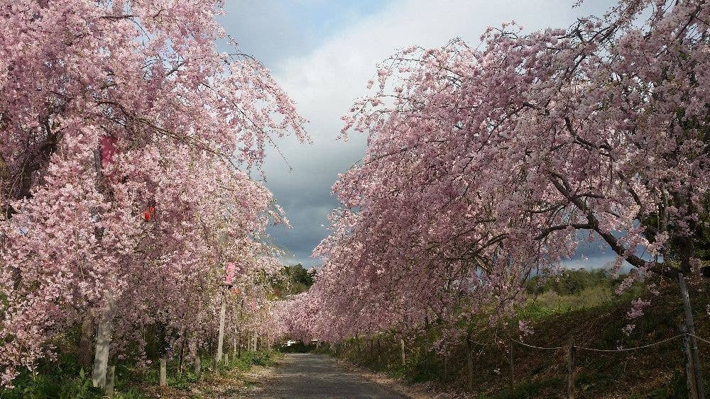 たけべの森公園の桜