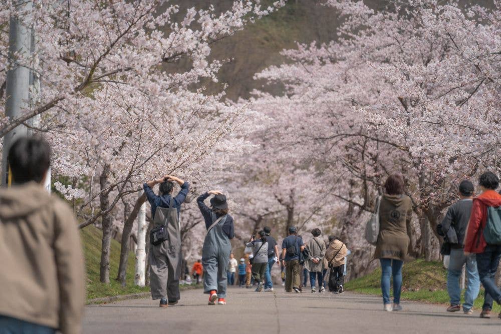 たけべの森公園の桜