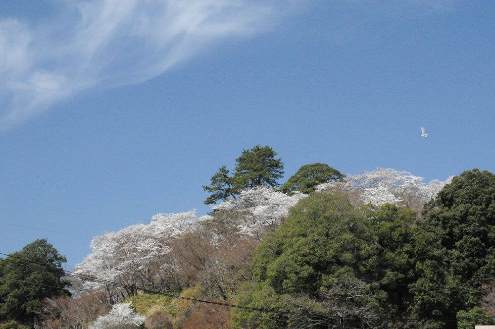 尾関山公園の桜