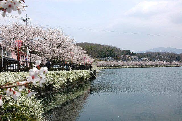 上野公園の桜