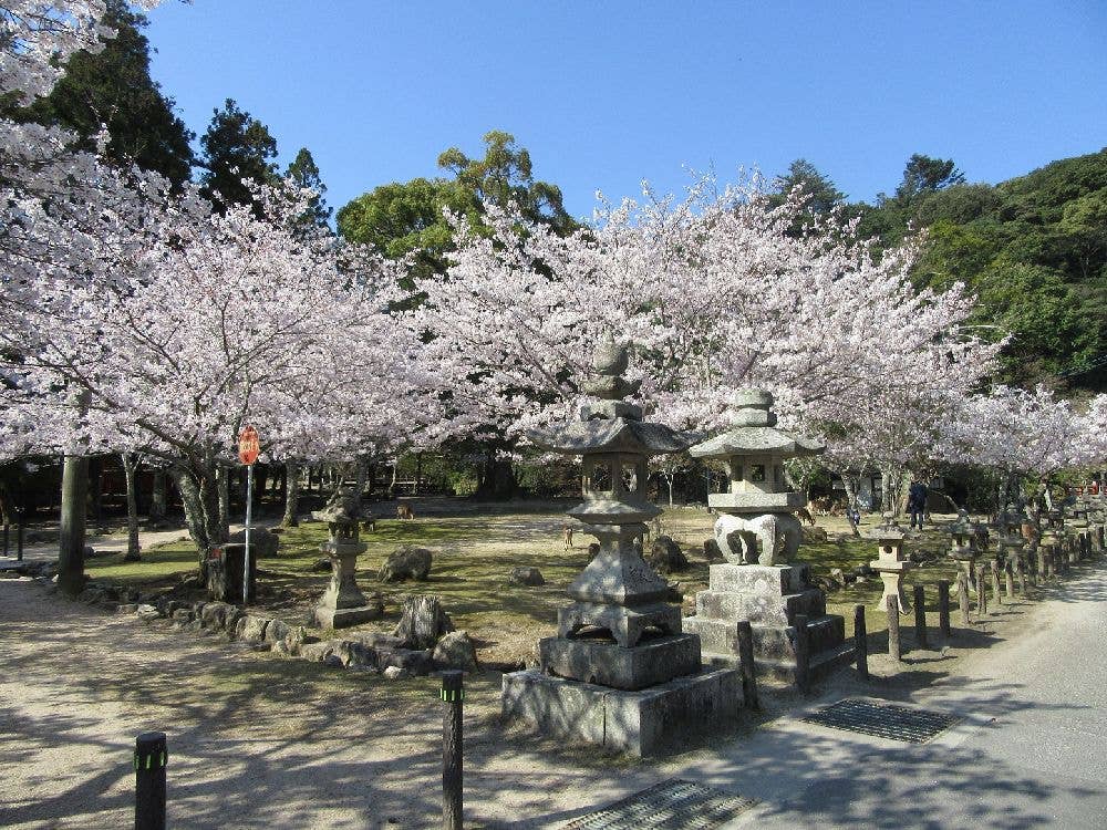 宮島の桜