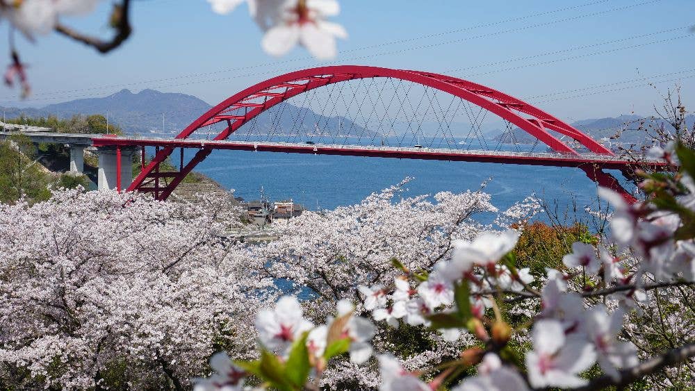 音戸の瀬戸公園の桜