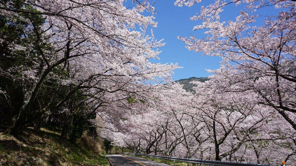 瀬戸内海国立公園　野呂山の桜