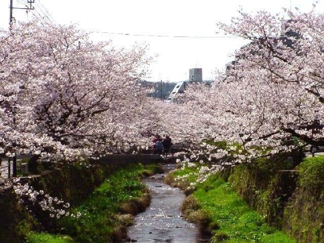 一の坂川（後河原）の桜