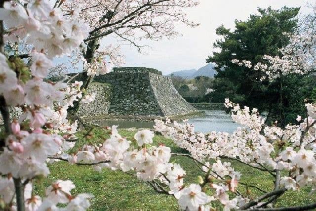 萩城跡　指月公園の桜