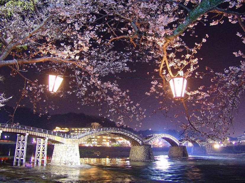 錦帯橋河畔の桜