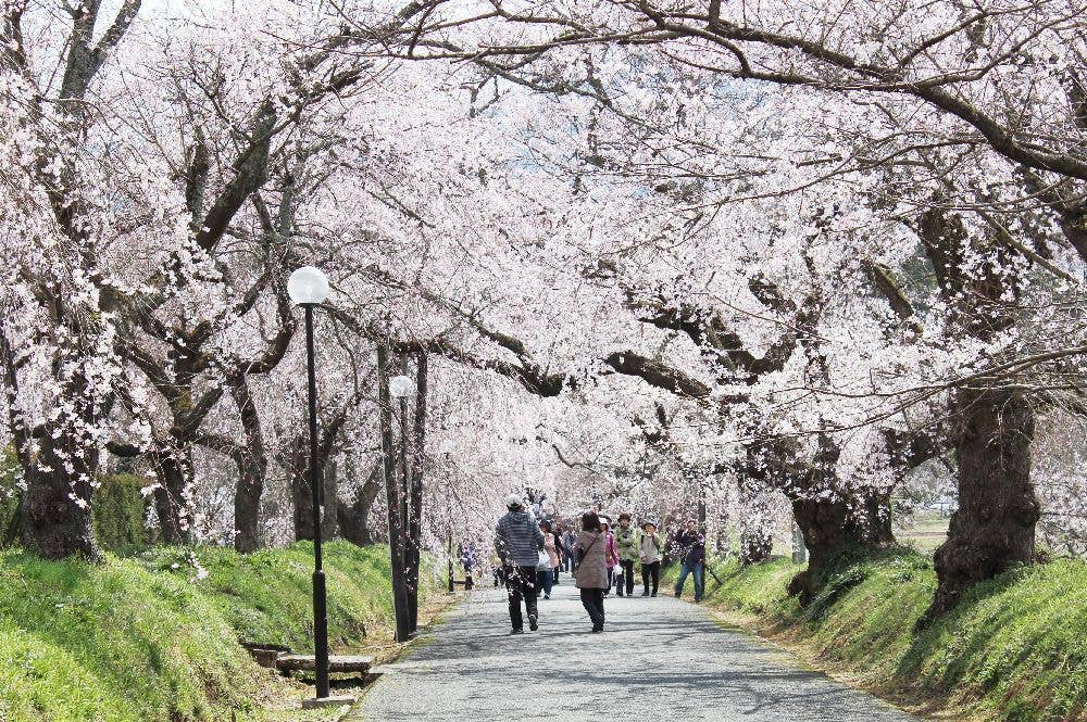 徳佐八幡宮の桜