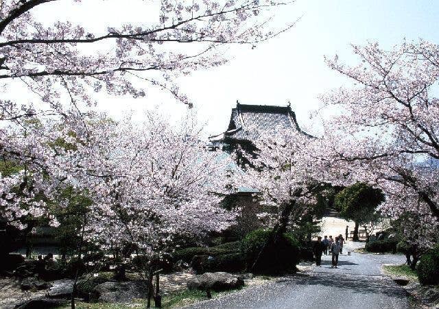 防府天満宮（天神山公園）の桜