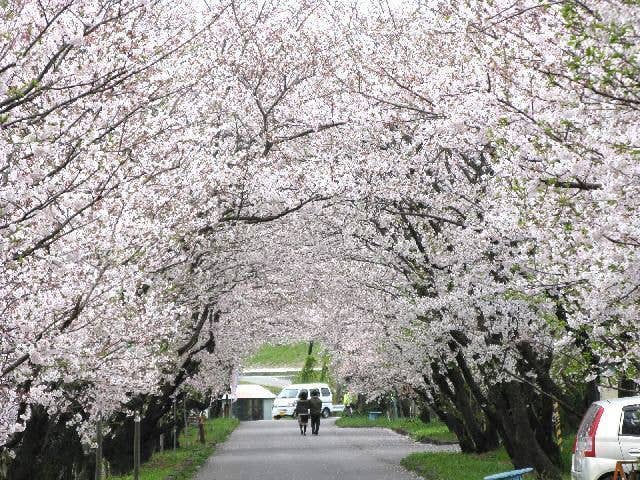 岩脇公園の桜