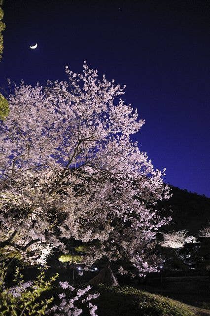 特別名勝　栗林公園の桜