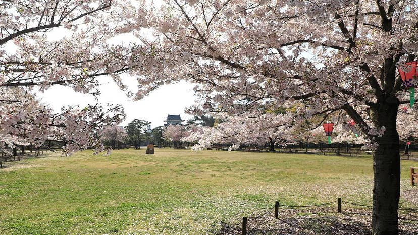 史跡高松城跡　玉藻公園の桜