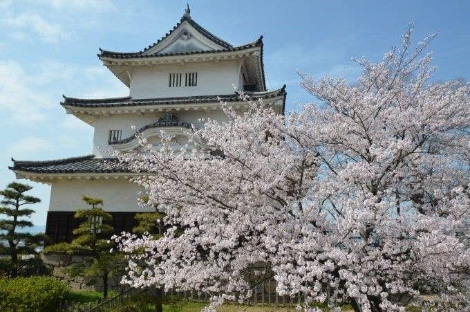 丸亀城の桜