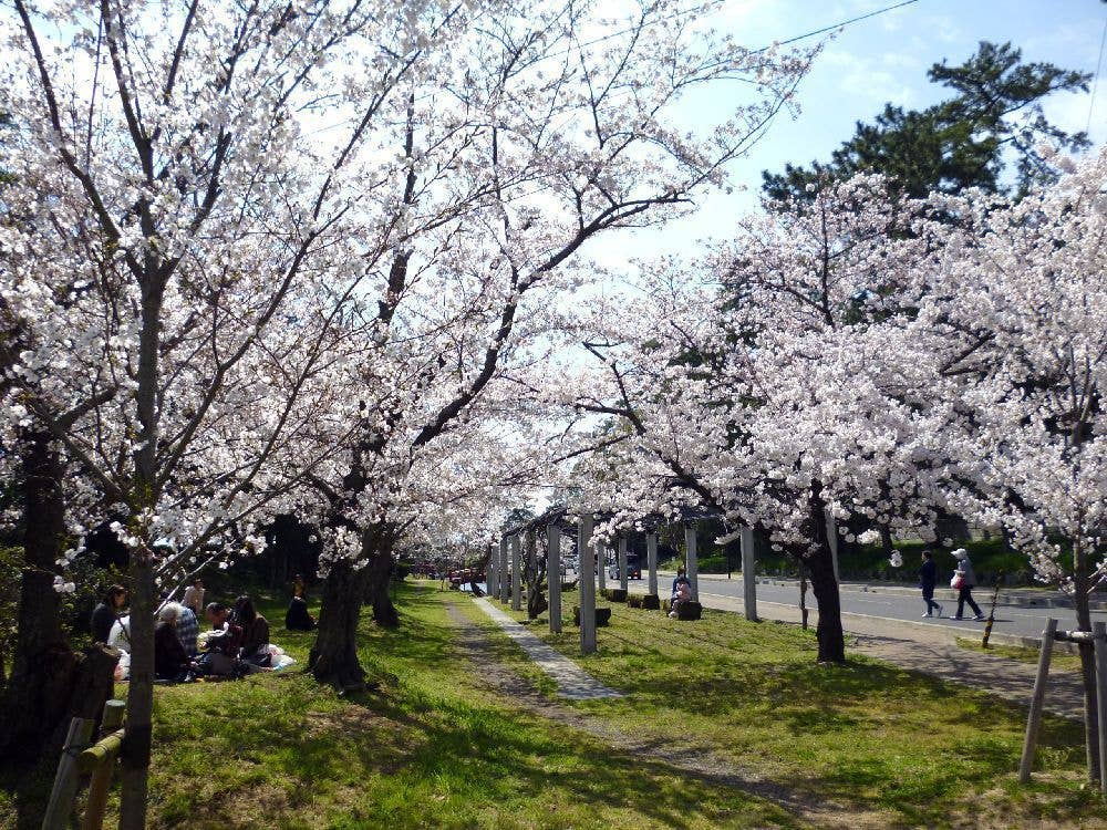 琴弾公園の桜