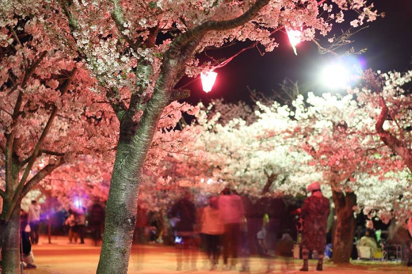 香川県立　亀鶴公園の桜