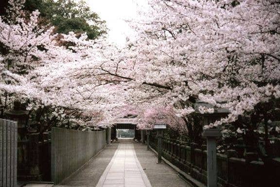 金刀比羅宮の桜