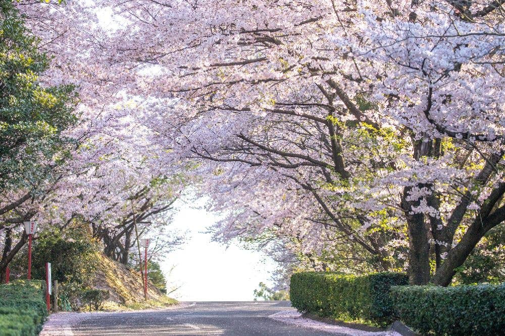 朝日山森林公園の桜