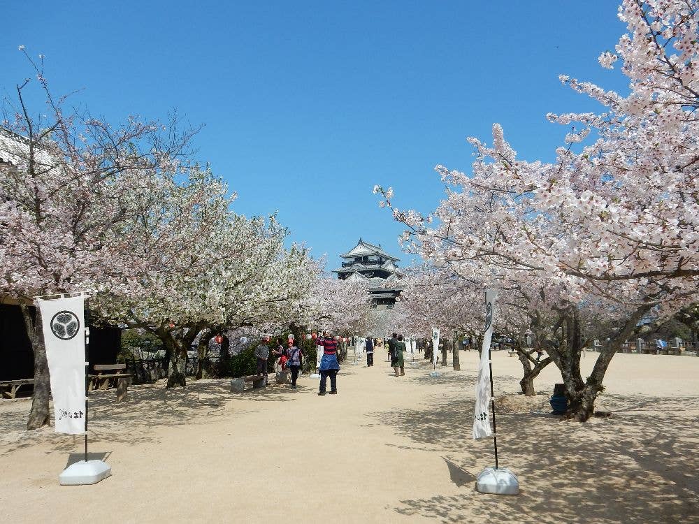 松山城山公園の桜