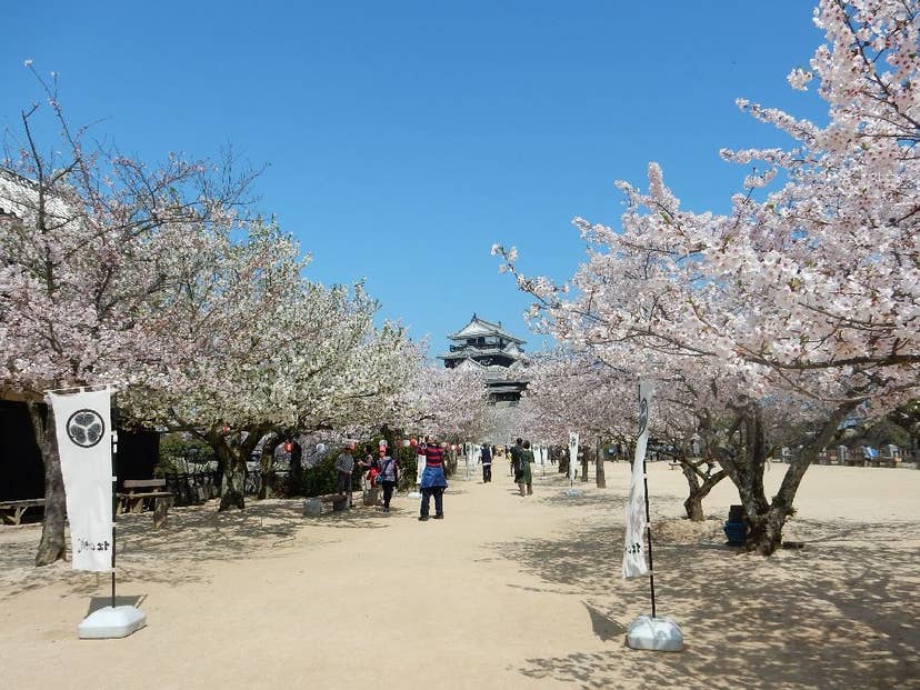 松山城山公園の桜