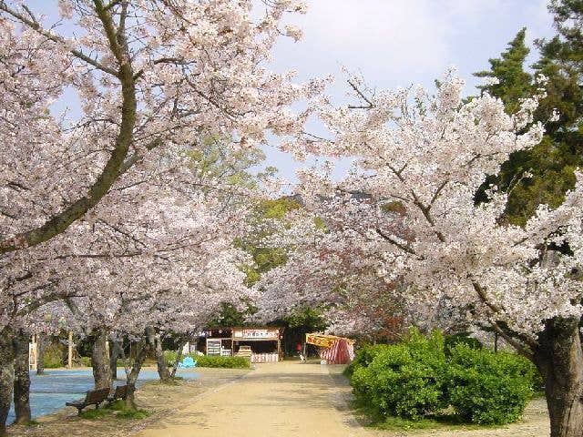 道後公園の桜