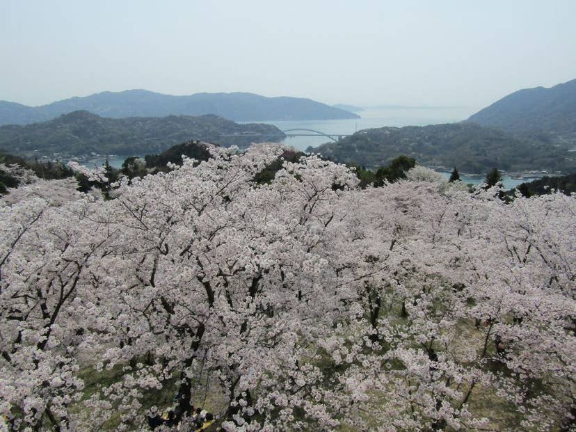 開山公園の桜