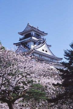 高知公園の桜