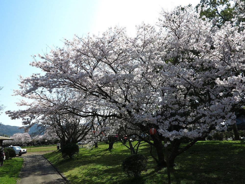 鏡野公園の桜