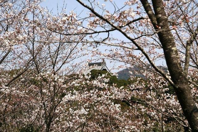 為松公園の桜