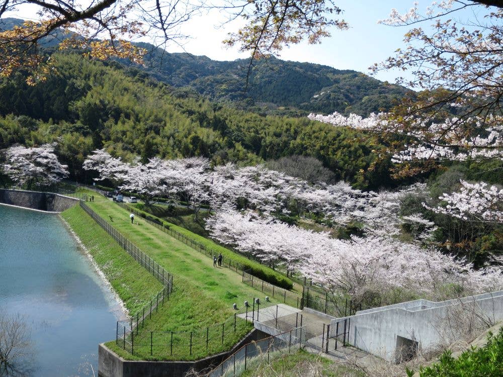 昭和池公園の桜