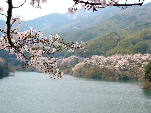 昭和池公園の桜