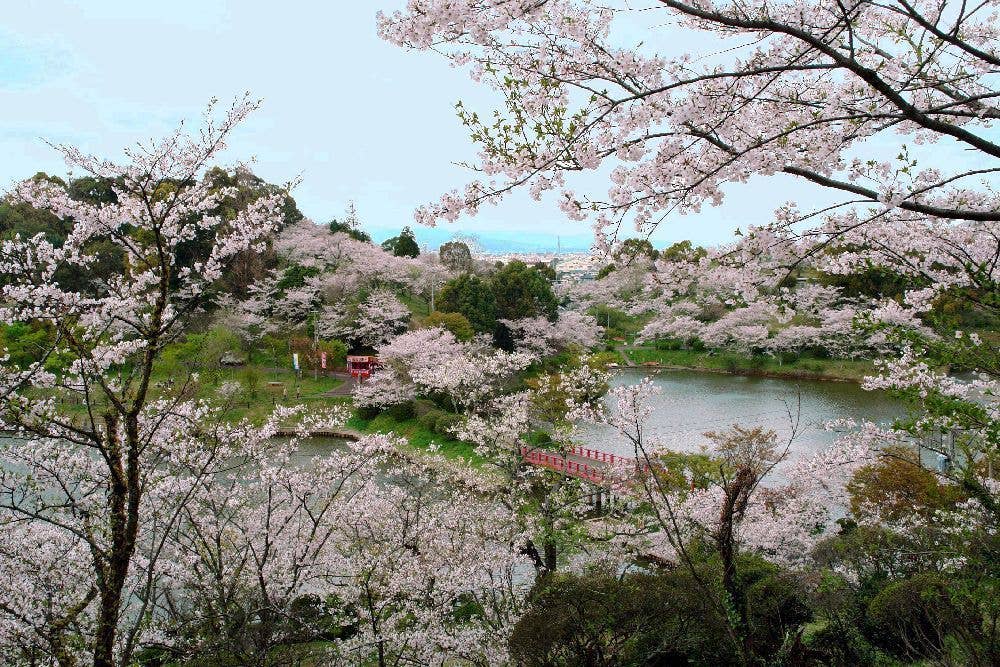 甘木公園の桜