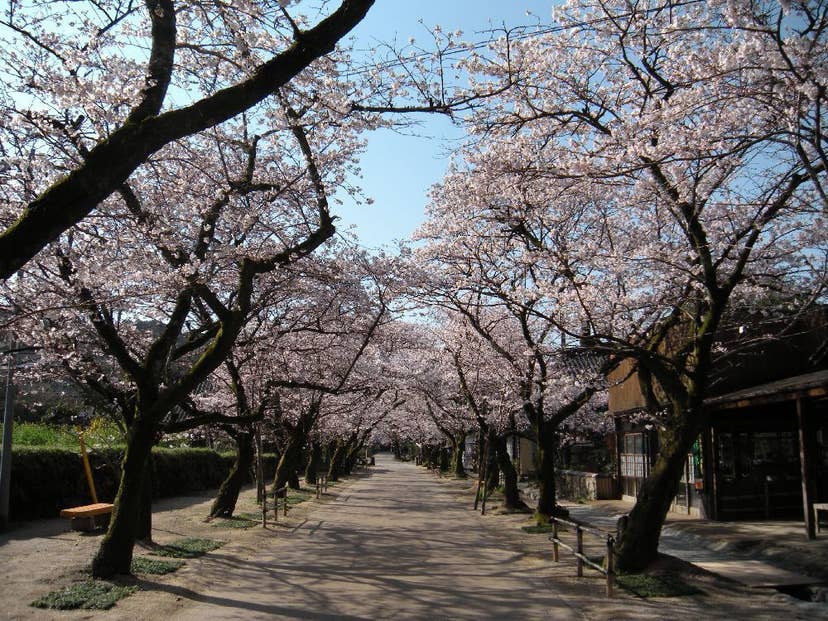 秋月・杉の馬場通りの桜