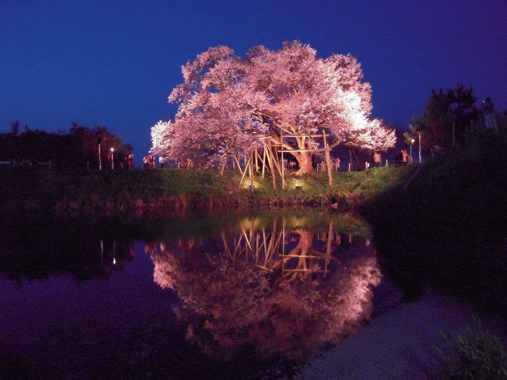 浅井の一本桜