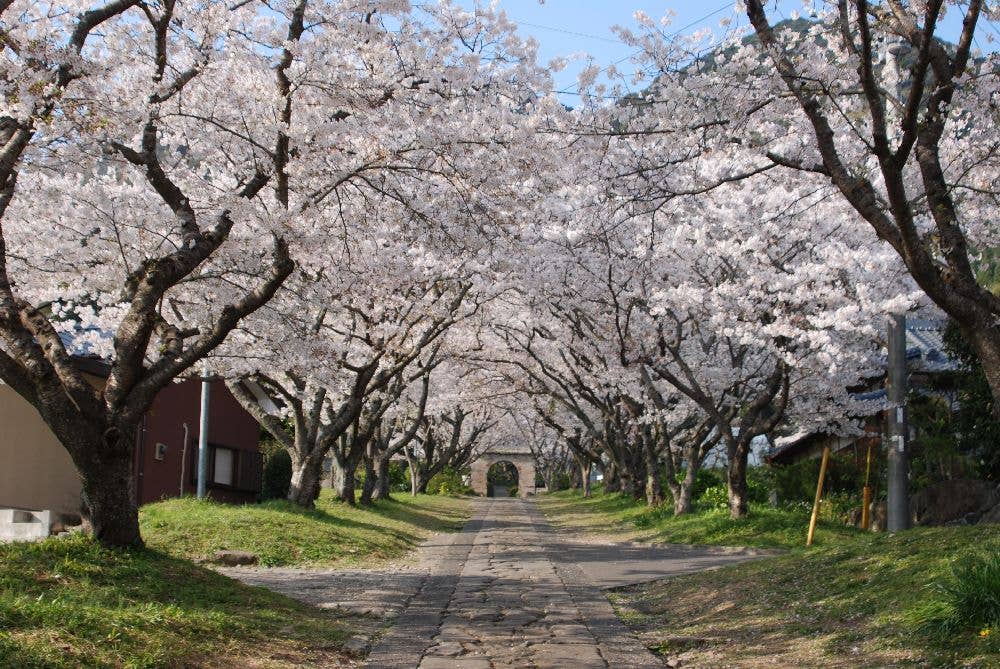 円応寺参道の桜
