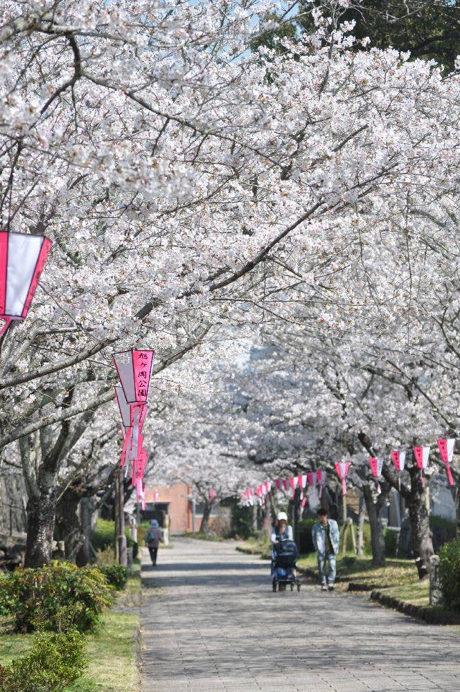 旭ヶ岡公園の桜