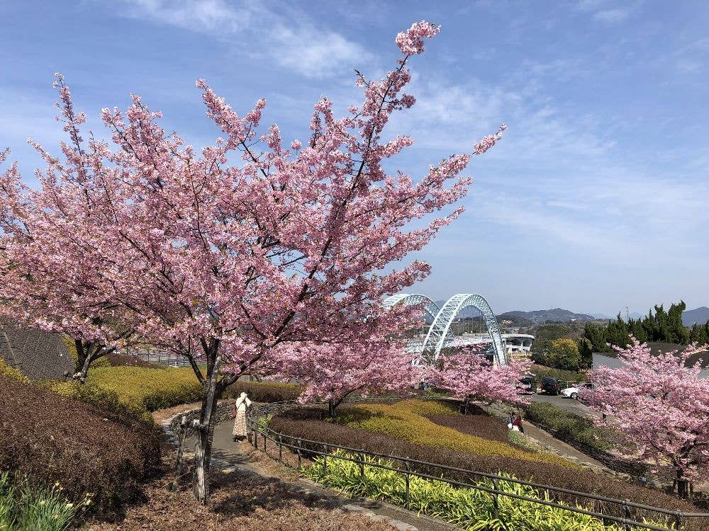 長崎県立西海橋公園の桜