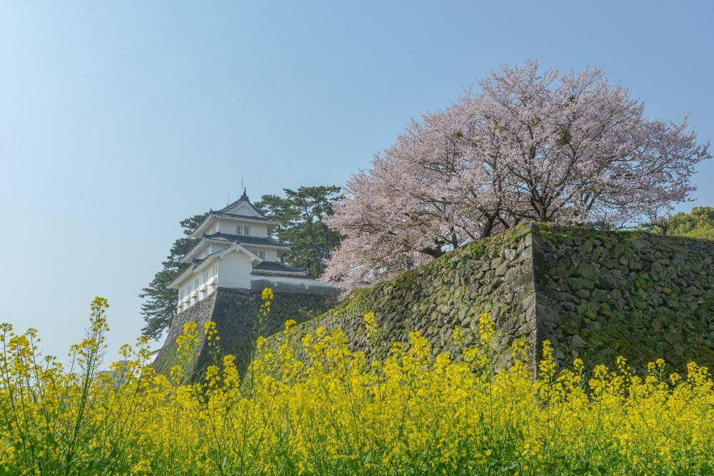 島原城堀端の桜