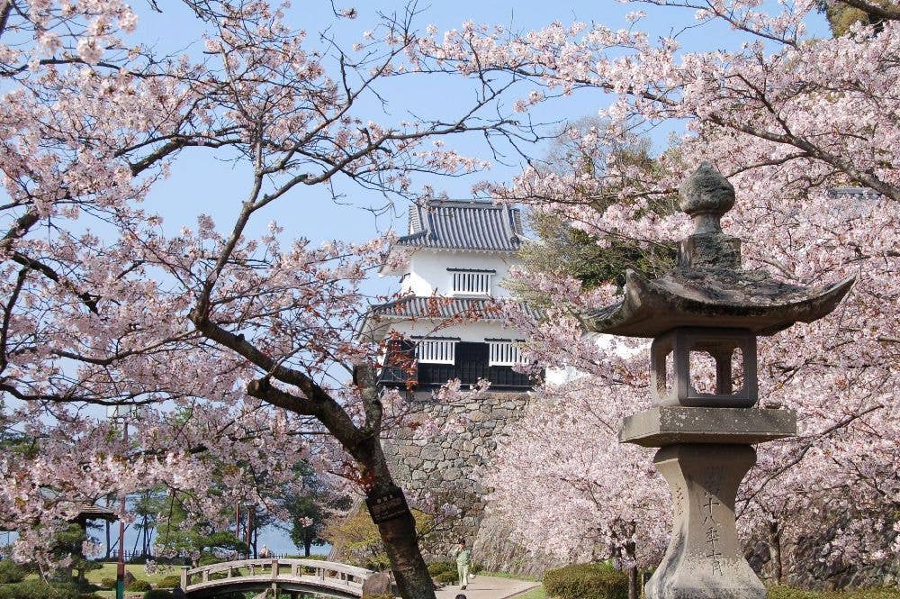 大村公園（玖島城跡）の桜