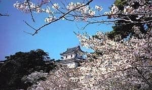 亀岡公園の桜