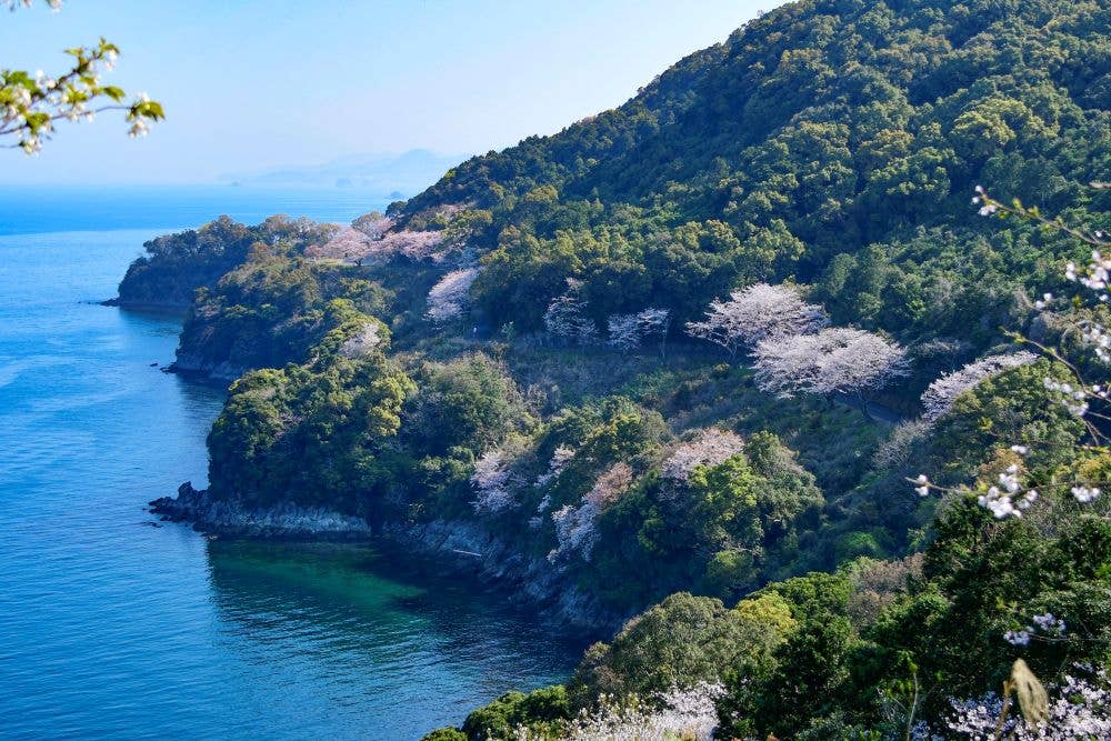 水俣市チェリーラインの桜