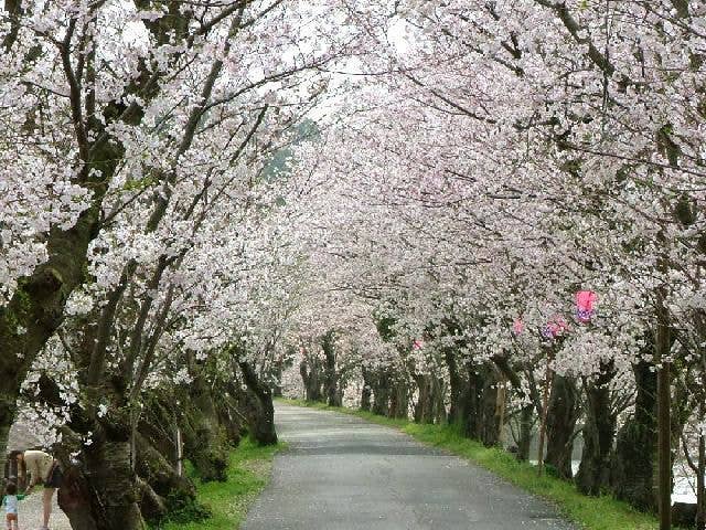 立岡自然公園の桜