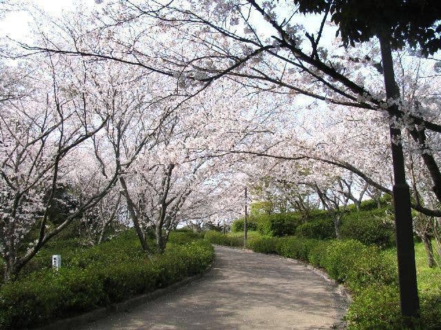 蛇ヶ谷公園の桜