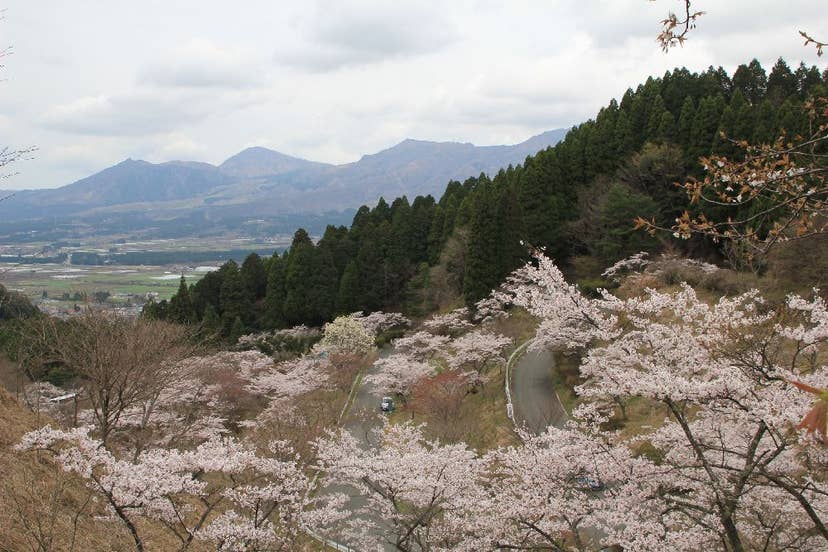 高森峠（高森自然公園）の桜
