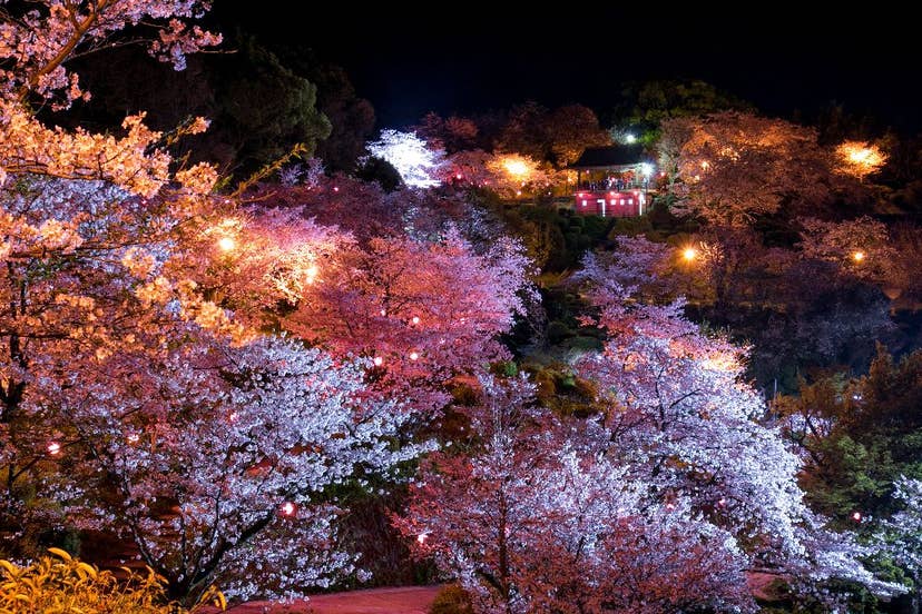菊池公園の桜
