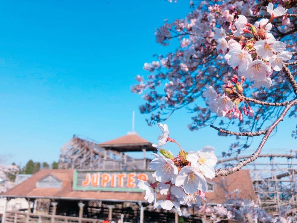 城島高原パークの桜