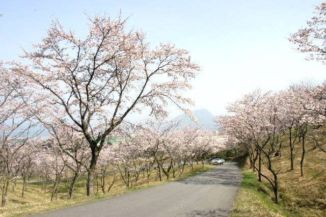 扇山さくらの園の桜