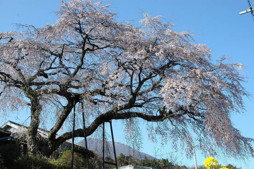 安楽寺の桜