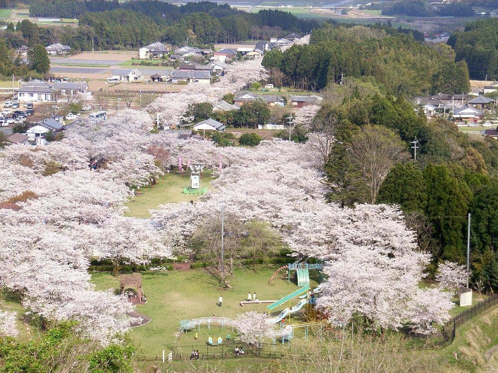 母智丘公園の桜